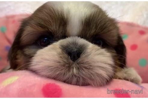 成約済の東京都のシーズー-203819の1枚目